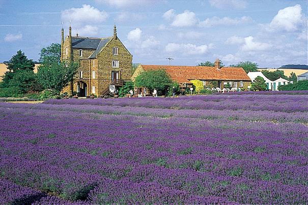Lavender field in North Norfolk