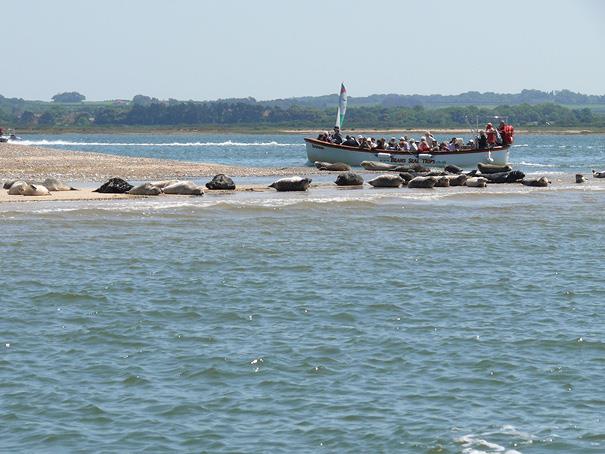 Visitors on a boat viewing the seals at Blakeney point