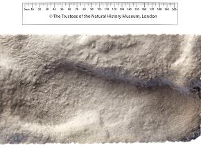 Cast of footprint found at Happisburgh Beach