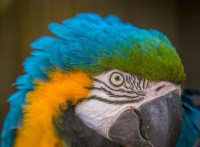 Parrot at Amazona Zoo 