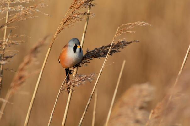 Bearded Tit, credit Elizabeth Dack