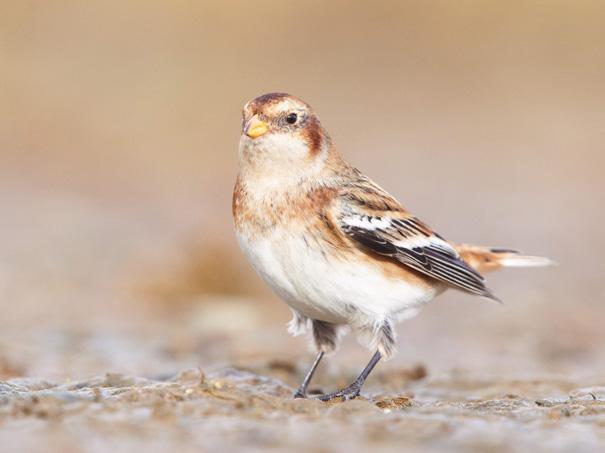 Snow Bunting