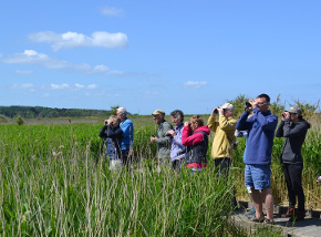 Bird watching in the Broads National Park