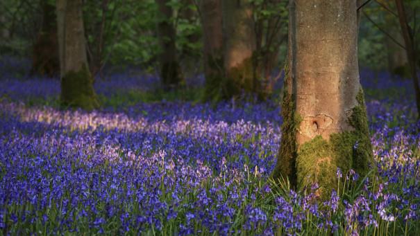 Blicking bluebells