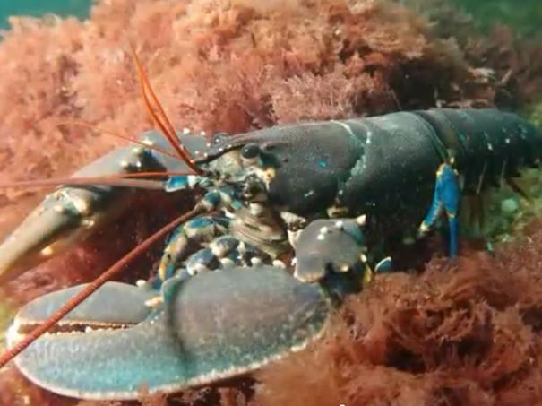 Chalk reef lobster from Cromer