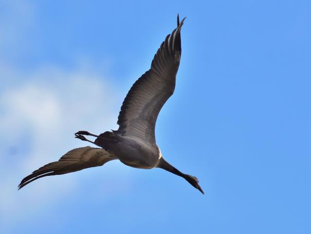 Common Crane, Elizabeth Dack