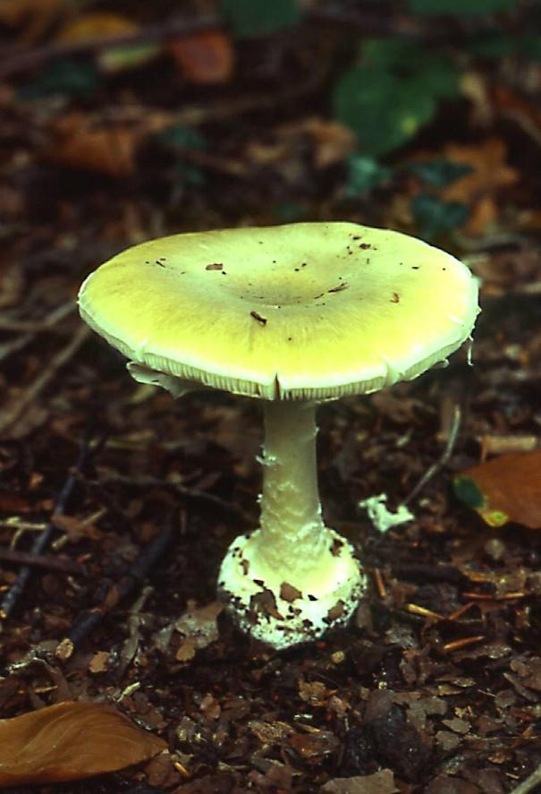 Death Cap fungus - credit Tony Leech