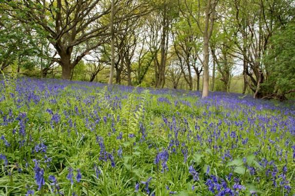 Fairhaven Garden Bluebells