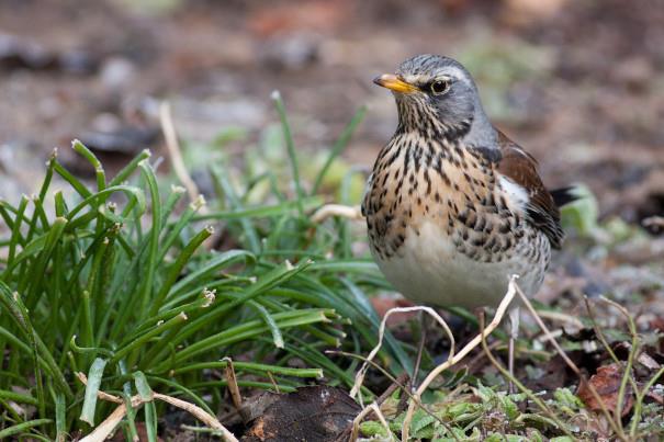 Fieldfare, credit David Kilbey