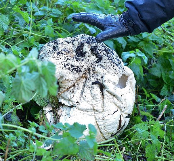 Giant Puffball - credit Elizabeth Dack