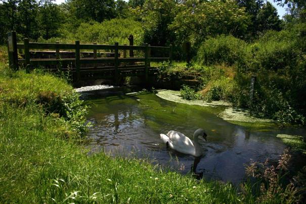 Swan on the water at Honing Lock