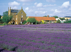 Lavender field in Norfolk