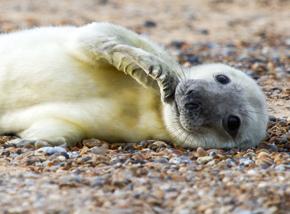 North Seal pup