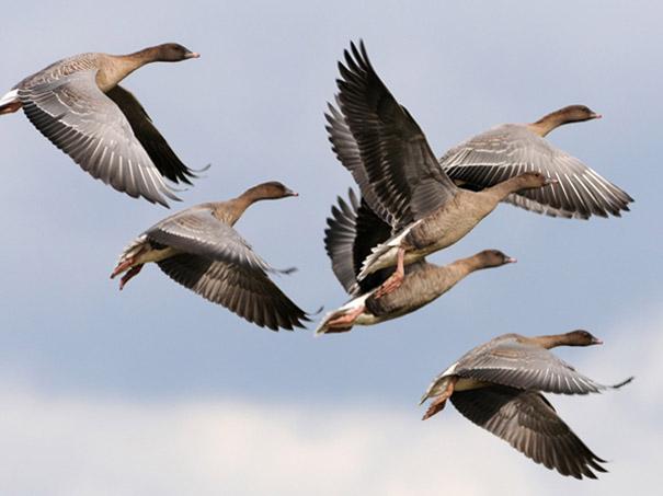 Pink footed geese in flight at Cley