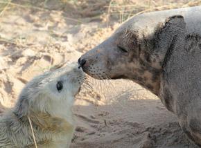 Grey Seal pup