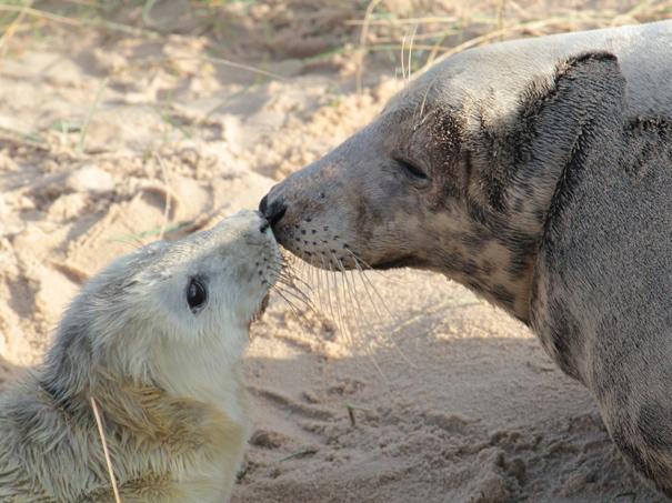 Grey Seal and pup on beach in North Norfolk