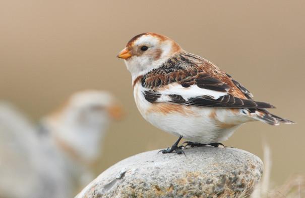 Snow Bunting, credit Steve Bond