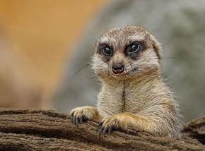 Meerkat at Thrigby Hall