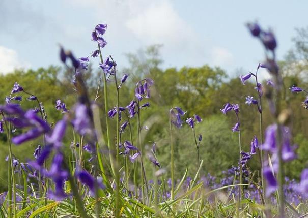 Bacton Wood Bluebells