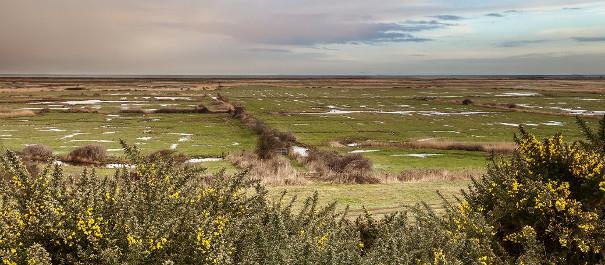 A view of Blakeney Freshes