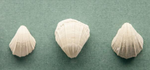 Brachiopods