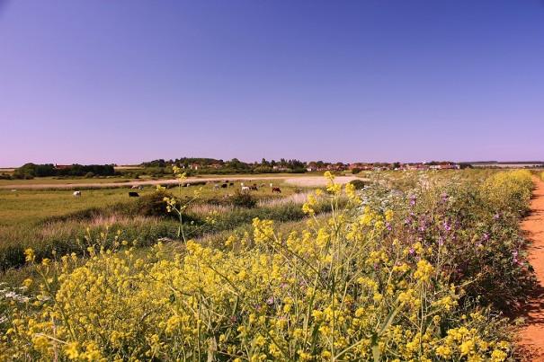 Burnham Overy Staithe Marshes