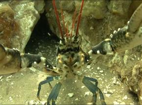 Chalk Reef Lobster