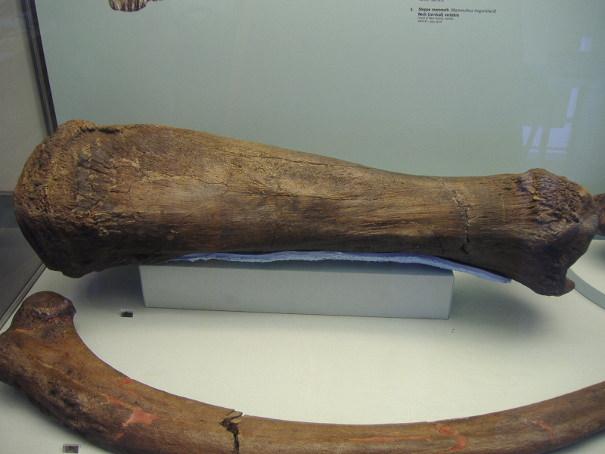 West Runton Mammoth Bones at Cromer Museum