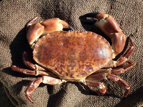 Cromer Crab