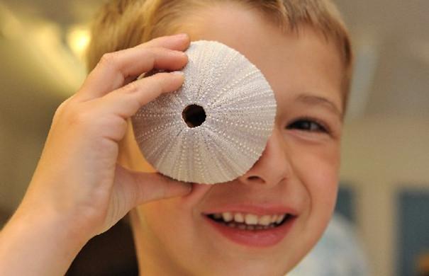 Child peeping through a shell at Cromer Museum