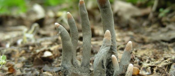 Dead Mans Fingers