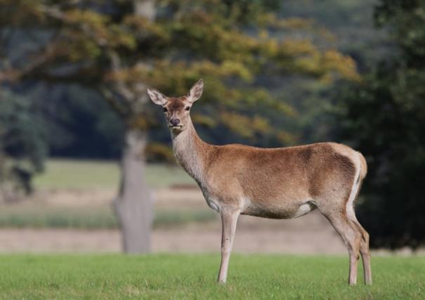 Deer at Holkham