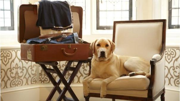 Dog friendly accommodation