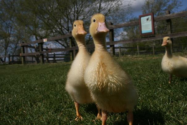 Up close photo of two ducklings