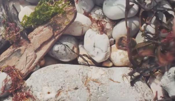 Fossils on West Runton Beach