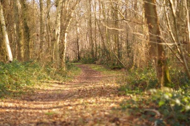 Foxley Wood