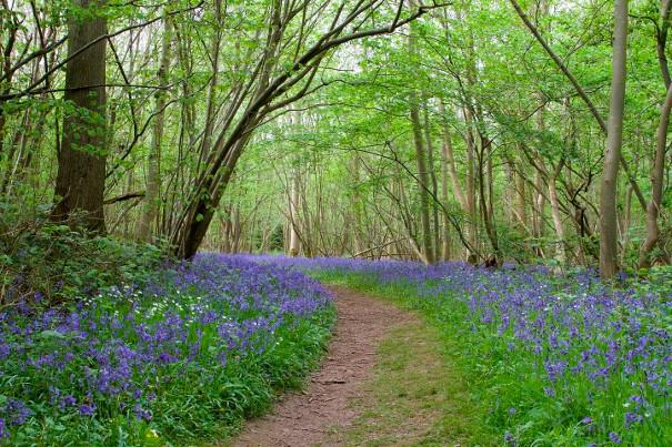 Foxley Wood Bluebells