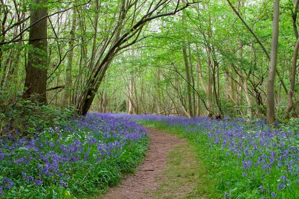 Foxley Wood