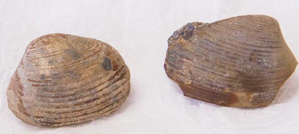 Fresh water Mussel Fossil