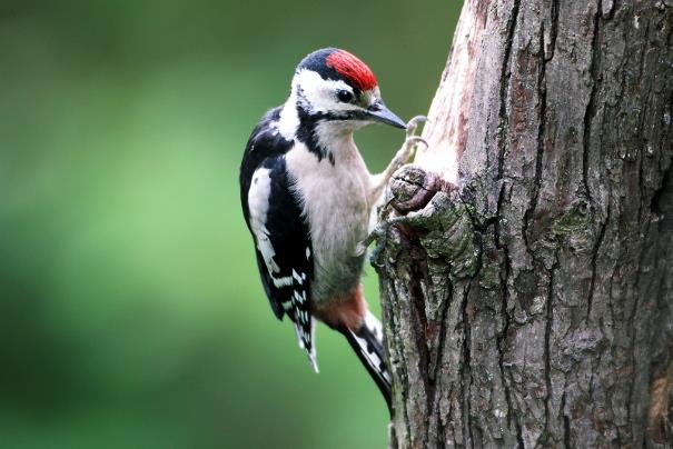 Great Spotted Woodpecker