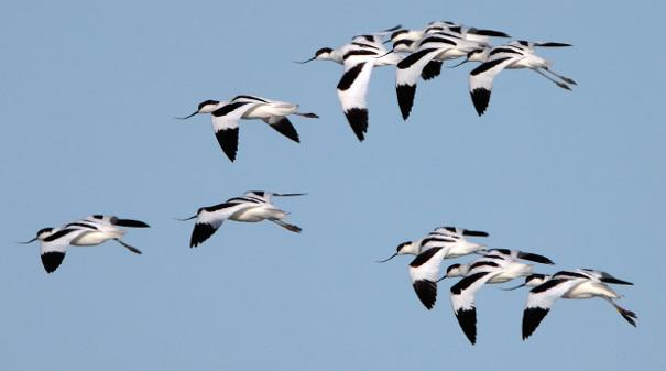 Holkham Avocets