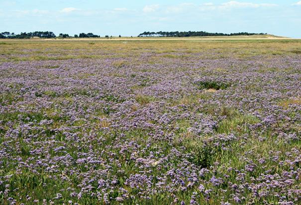 View of the saltmarshes at Holkham Nature Reserve