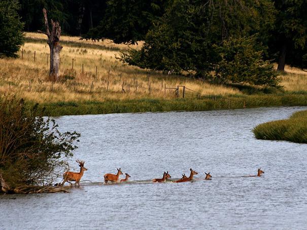 Deer at Holkham Park