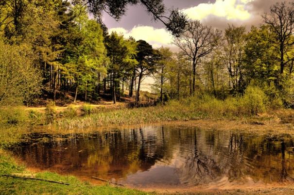 Holt Country Park