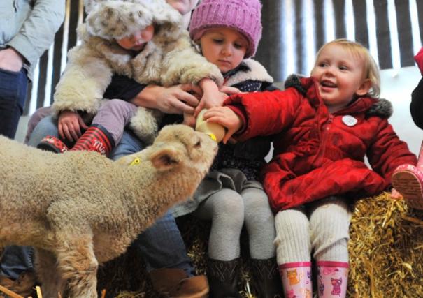 Children feeding lambs during lambing season