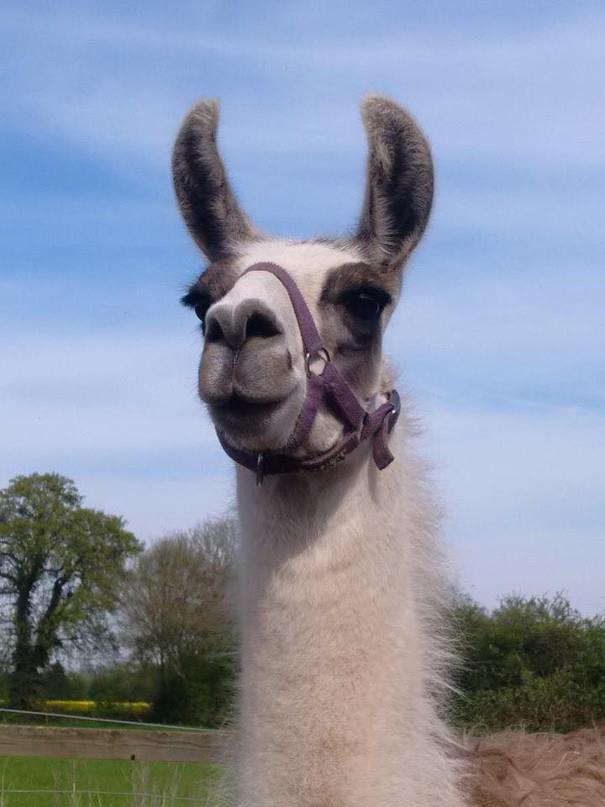 Llama