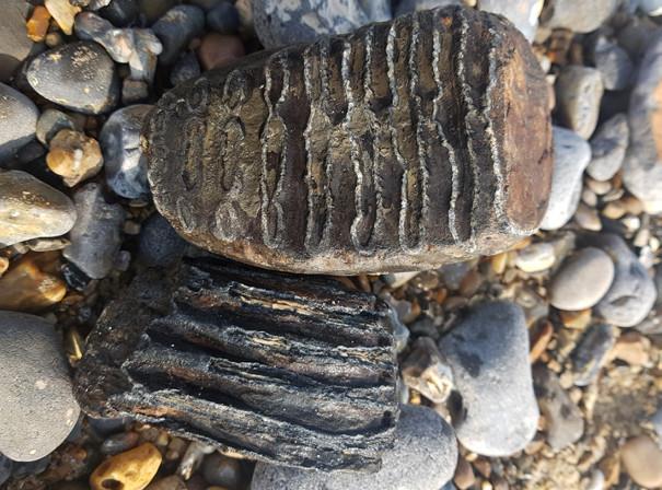 Mammoth Tooth