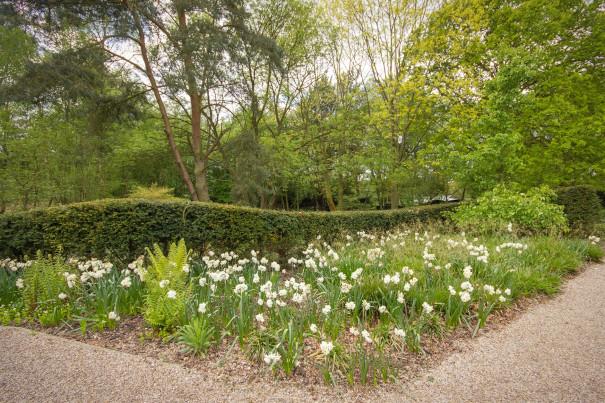 Pensthorpe Spring flowers