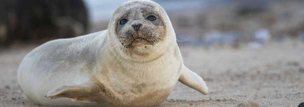 Seals in North Norfolk