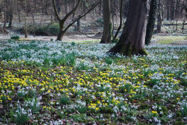 Spring flowers at Walsingham